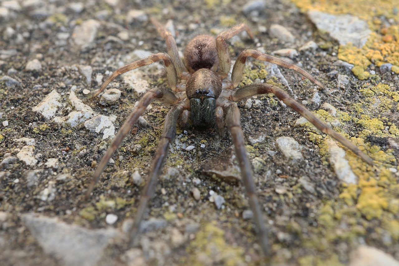 Segestridae?  S, Segestria  bavarica o S. florentina giovane - Portovenere (SP)